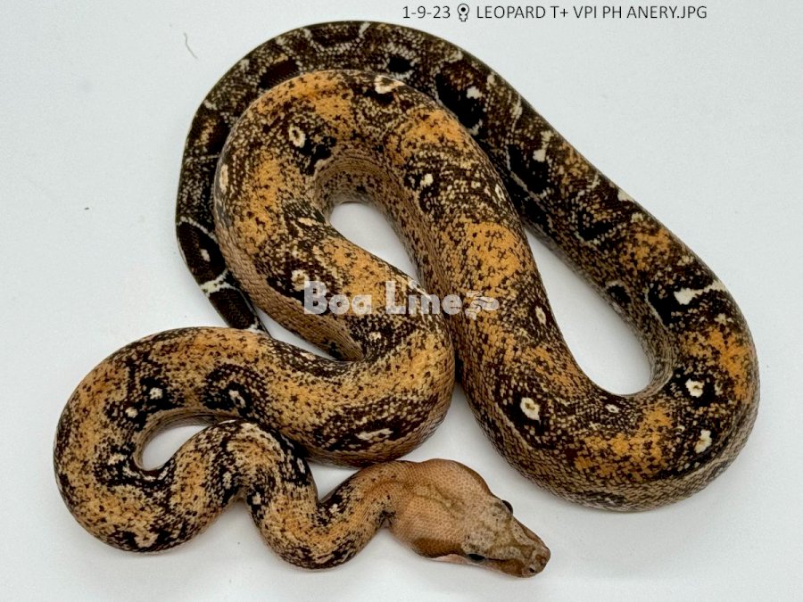 LEOPARD T+ VPI PH ANERY